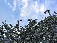 -海棠花溪(元大都城垣遗址公园)