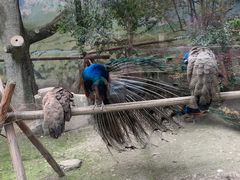 -成都动物园
