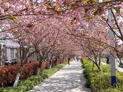 -高东镇樱花园