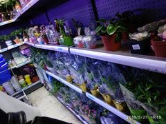 绿植-沃尔玛购物广场(中山店)