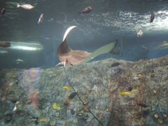-悉尼海洋生物水族馆