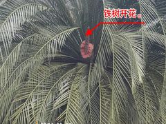 -深圳仙湖植物园