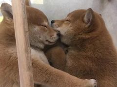 -柴犬小屋·柴餐厅·狗咖食堂(金鼎广场店)