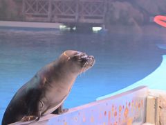 -芜湖新华联大白鲸海洋公园