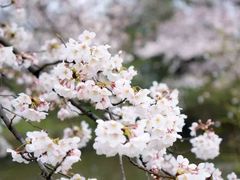 -名古屋城