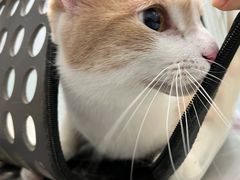 -纳吉亚猫专科动物诊疗中心(蒋宅口分院)