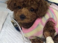 -达爱动物医院·犬猫分区·CT·复杂眼科(远洋山水分院)