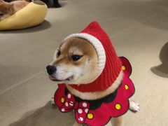 -逗柴咖啡屋·狗咖猫咖宠物桌游