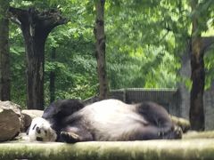 -都江堰中华大熊猫苑