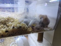 -酷以爬仙阁实体爬宠店·守宫·蜥蜴·专业繁育