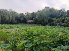 -莲湖公园