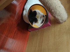-御宝贝·A梦猫科宠物医院(国际猫友好医院)