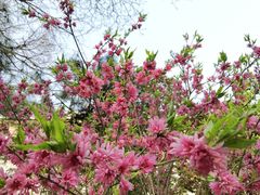 -北京友谊宾馆·俄罗斯餐厅