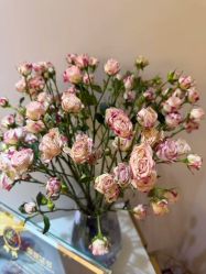 -紫琪尔·匠心连锁·胸部护理养护