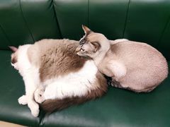 -安格丽娜·狗咖·猫咖羊驼咖(春熙路百盛商场店)