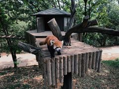 -云南野生动物园