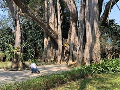 -瑞丽独树成林风景区