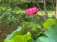 -莲花池公园
