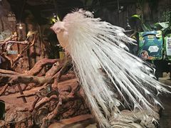-正佳雨林生态植物园