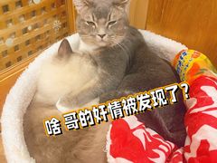 -MOCHA明星猫咖(田子坊店)
