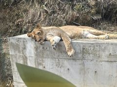 -栾川竹海野生动物园