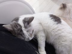 -喵的天空名猫咖啡馆·撸猫·猫舍·用品