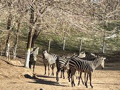 -北京野生动物园