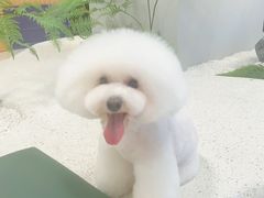 -帕帕拉兹宠物(亚洲旗舰店)