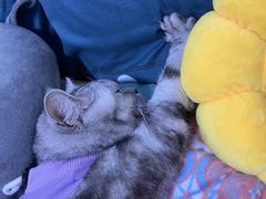 -宠颐生宠物医院·心肾内科·猫专科诊疗中心宠巢店
