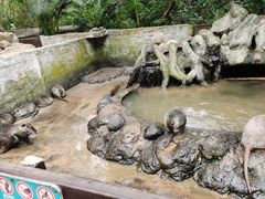-海南热带野生动植物园
