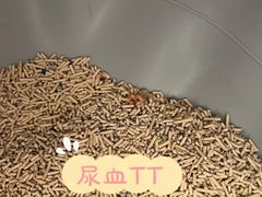 -凯特喵百思猫专科医院