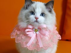 -lincat·猫舍(广州店)