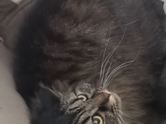 -瑞派康怡24h宠物医院·犬猫医疗中心·微创绝育(瑞景分院)