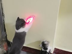 -lincat·猫舍(广州店)