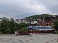 -塔尔寺-菩提树