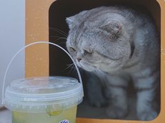 -烧柠·柠檬茶(大融城店)