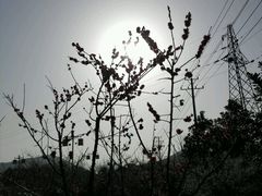 android_upload_pic-香雪海