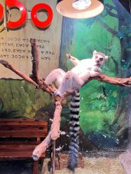 点击看大图 -Zoolung Zoolung动物主题公园(海信广场店)