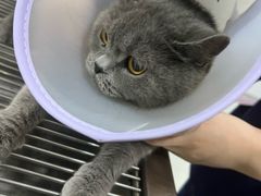 -A猫a狗全科·犬猫异宠·芥西宠物医院(南开总院)