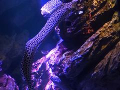 -暹罗海洋世界
