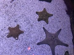 -暹罗海洋世界
