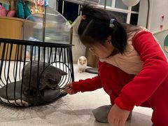 -飞行喵MR PILOT|猫舍·猫咖(静安大融城店)