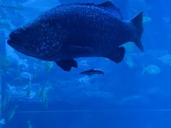 -太平洋海底世界