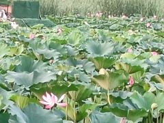 -保定东湖公园(莲池区)