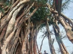 -云漫湖生态度假公园