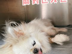 -心语宠物医院·急重症转诊中心·瑞辰华诺(南青路店)