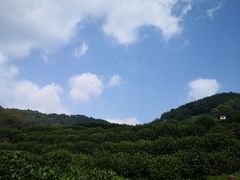 -龙井村