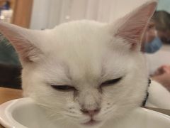 -袖虎·猫馆(体育西路店)