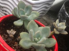 -捞王猪肚鸡火锅(财富中心店)