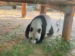 -西霞口神雕山野生动物世界